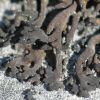 Collema multipartitum
